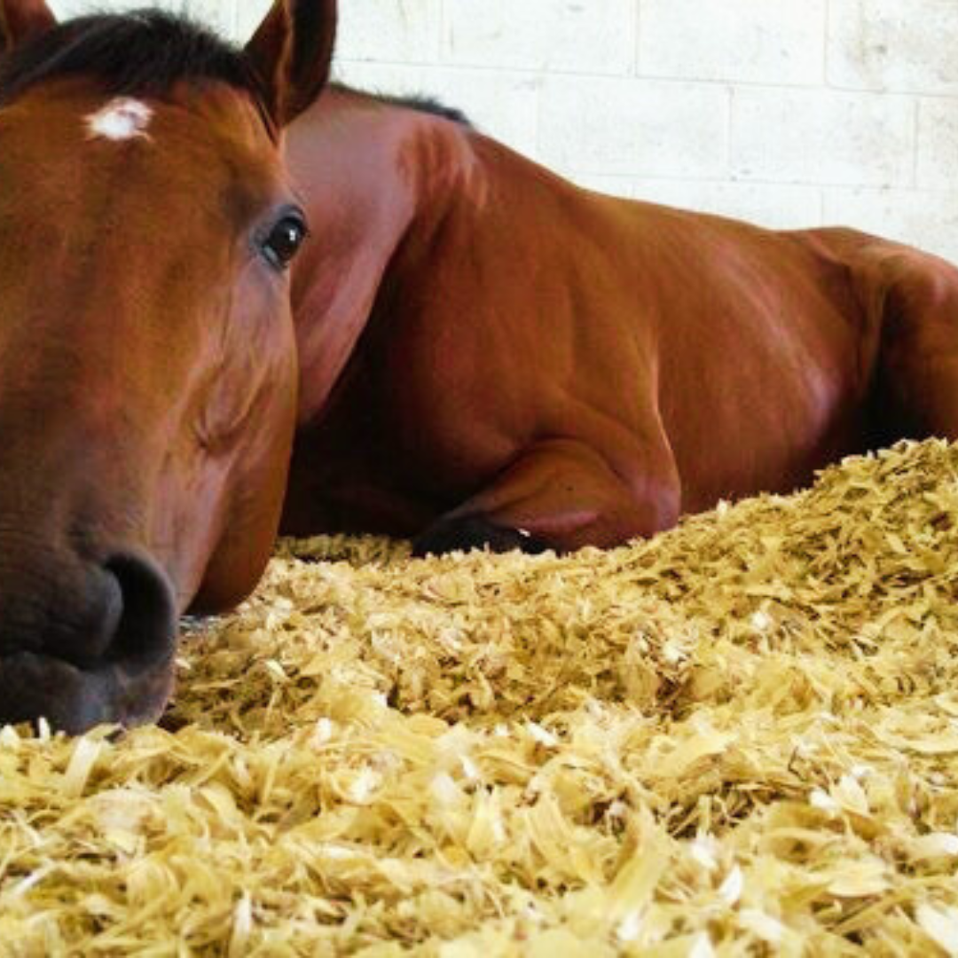 Royal Medium Wood Shavings - Image 2